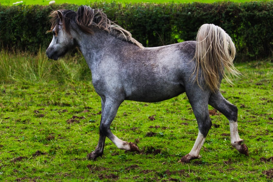 Welsh Mountain Pony 1