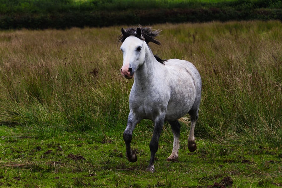 Welsh Mountain Pony 2