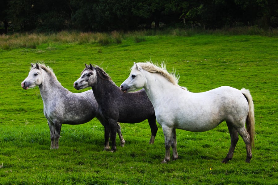 Welsh Mountain Pony 3