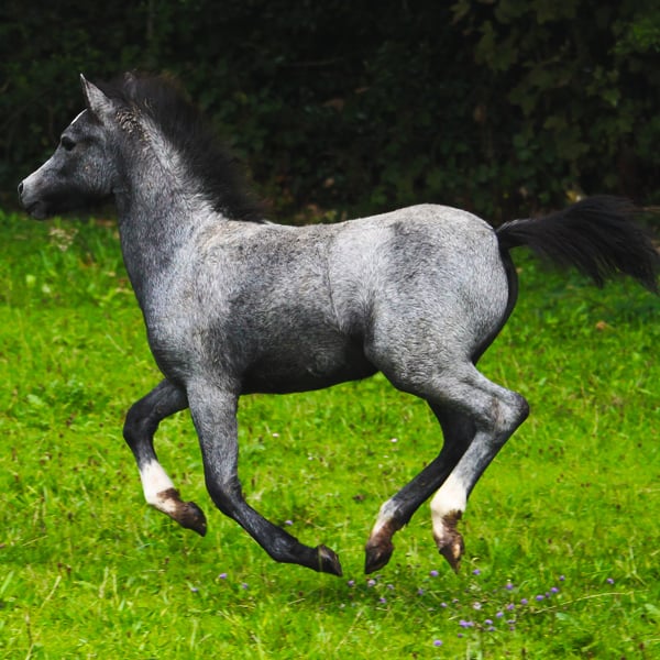Welsh Mountain Pony 4
