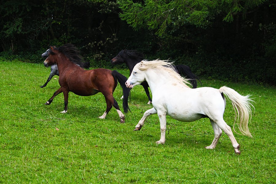 Welsh Mountain Pony 6