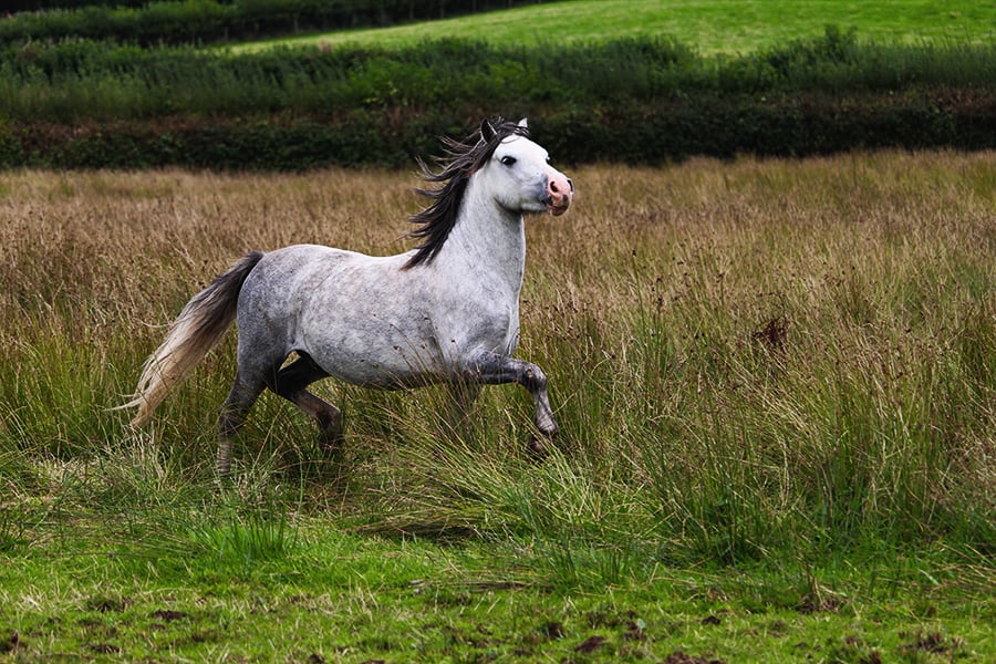 Welsh Mountain Pony 7