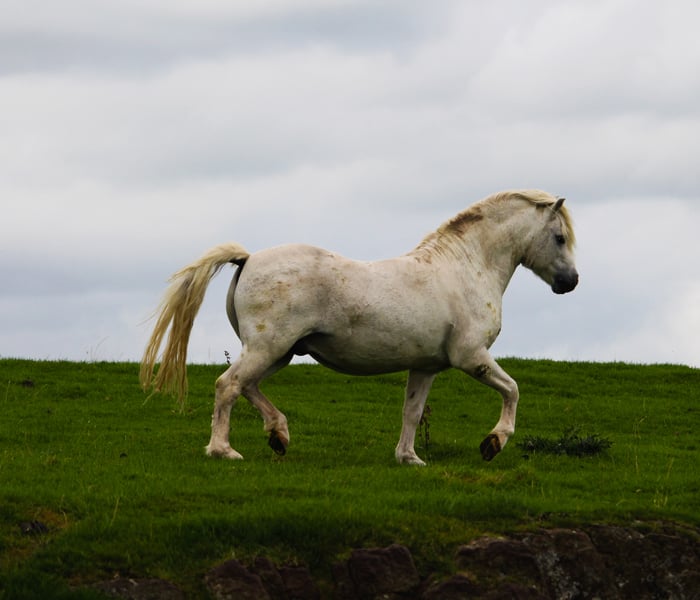 Welsh Mountain Pony 8