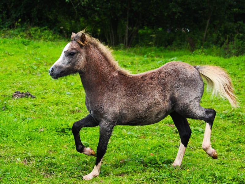 Welsh Mountain Pony 9