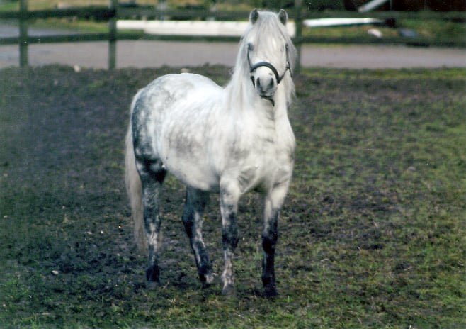 Champion stallion Verdrefawr Wild Dick at Verdrefawr Stud in Carmarthenshire, South Wales