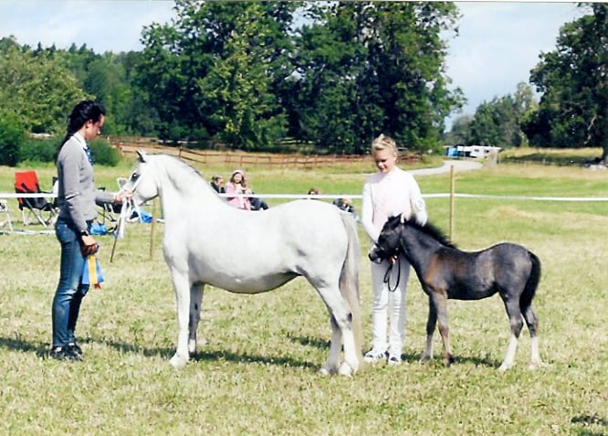 Award-winning Welsh Mountain Pony Section A at Verdrefawr Stud near Llandeilo, Carmarthenshire