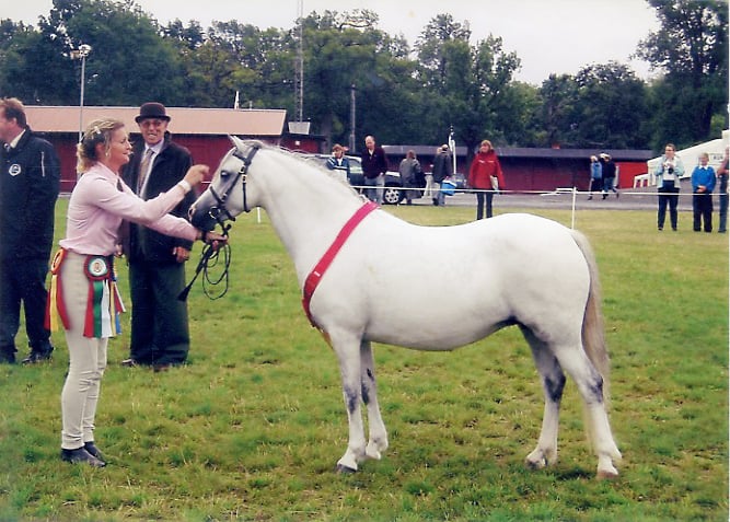 Verdrefawr Stud breeding excellence - Welsh Mountain Ponies in Carmarthenshire countryside