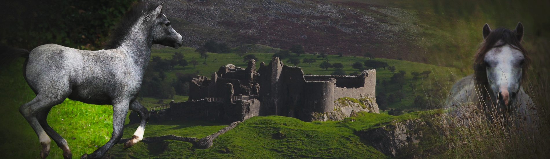 Verdrefawr Stud Welsh Mountain Ponies grazing in Carmarthenshire countryside near Llandeilo